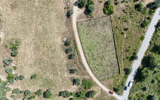 Güzelbahçe Çamlı’da 35.000 m2 ve 65.000 m2 iki parsel arazi (Toplam 102 Dönüm)