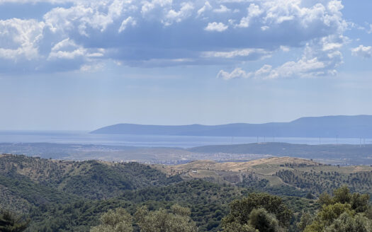 Seferihisar Ulamışta 98.525 m²  Zeytinlik