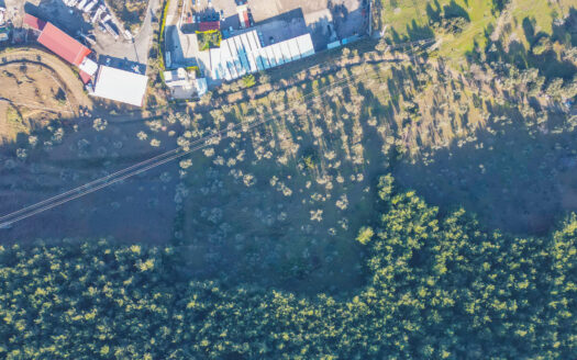 BORNOVA PINARBAŞI’NDA 13.000 M² SATILIK FIRSAT ZEYTİNLİK