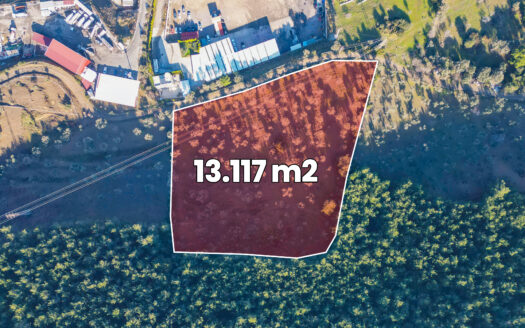 BORNOVA PINARBAŞI’NDA 13.000 M² SATILIK FIRSAT ZEYTİNLİK