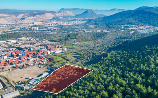 BORNOVA PINARBAŞI’NDA 13.000 M² SATILIK FIRSAT ZEYTİNLİK