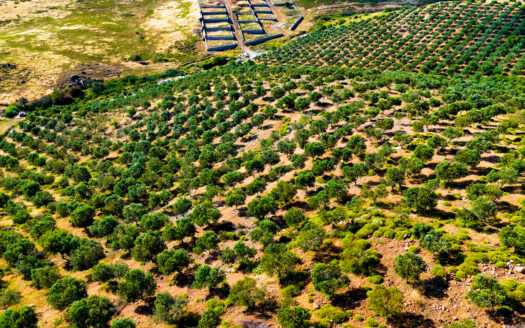 Seferihisar’da 75 Dönüm Arazi