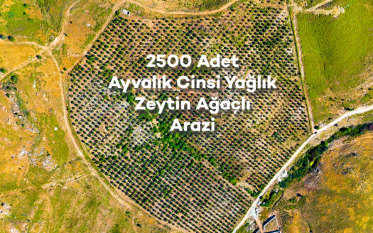 Seferihisar’da 75 Dönüm Arazi